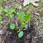 Viola sagittata Blad