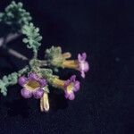 Phacelia bicolor Fiore