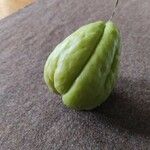Sechium edule Φρούτο
