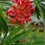 Jatropha multifida Vrucht
