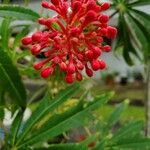 Jatropha multifida Fruit