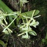 Epidendrum chlorocorymbos Habit