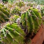 Echinopsis oxygona Кора