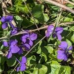 Viola sororia Blodyn