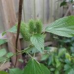 Acalypha alopecuroidea Flower