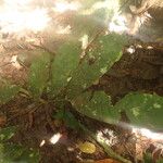 Placodiscus opacus Hoja
