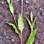 Oenothera rosea 形态