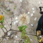 Heterotheca subaxillaris Fruit