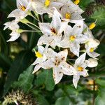 Solanum laxum Kukka