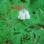 Dicentra canadensis आदत