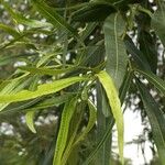 Searsia lancea Blatt