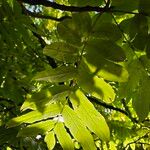 Pterocarya fraxinifolia 葉