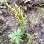 Botrychium dissectum Flor