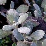 Kalanchoe pumila Blatt