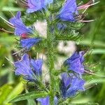 Echium vulgareBlüte