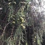 Juniperus cedrus Feuille