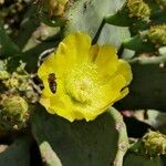 Opuntia ficus-indica Floare