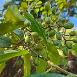 Mussaenda arcuata Fruit