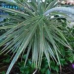 Dracaena reflexa Blad