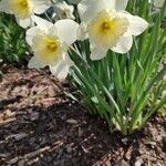Narcissus bicolor Kvet