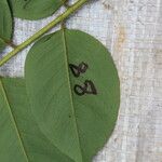 Detarium macrocarpum Blatt