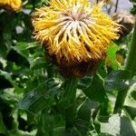 Centaurea macrocephala 花