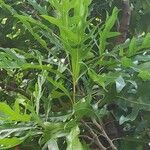 Stenocarpus sinuatus Levél