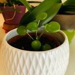 Pilea peperomioidesLeaf