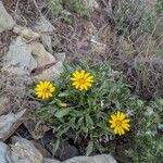 Gazania rigensFlower