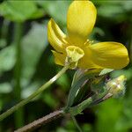 Ranunculus orthorhynchus Fleur