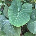 Xanthosoma taioba Hoja