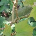 Acer capillipes Ostatní