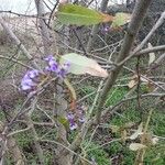 Hardenbergia violaceaBloem