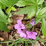 Cardamine pentaphyllos Habitat