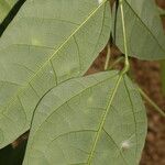 Erythrina cochleata Frunză