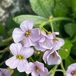 Arabidopsis neglecta Virág