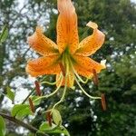 Lilium henryi Flor