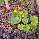 Farfugium japonicum Folha