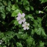Geranium versicolor Kwiat