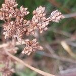 Juncus maritimus Fruit