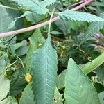 Bidens connata Blad