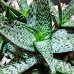 Aloe variegata Φύλλο