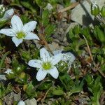 Arenaria ciliata Folla