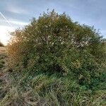 Salix cinerea Habit