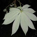 Jacaratia spinosa Blatt