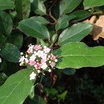 Viburnum tinus Blatt