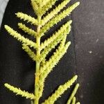 Arthrocnemum macrostachyum Likasa