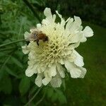 Cephalaria alpina Flor