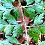 Asplenium aethiopicum Leaf