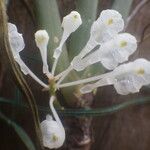 Podangis dactyloceras Flower